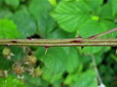 Rubus elegantispinosus