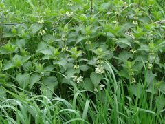 Lamium album