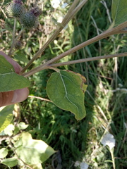 Arctium × ambiguum