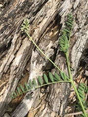Astragalus strigulosus