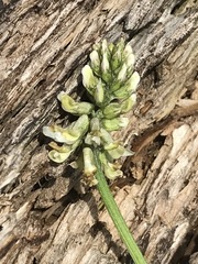 Astragalus strigulosus
