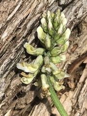 Astragalus strigulosus