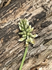Astragalus strigulosus