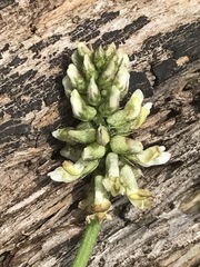 Astragalus strigulosus