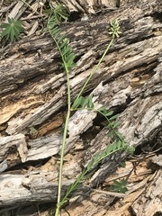 Astragalus strigulosus