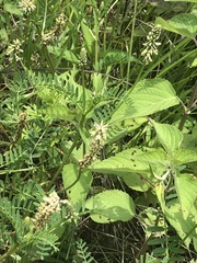 Astragalus micranthus