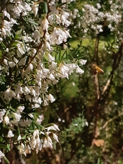 Styphelia setigera