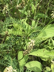 Astragalus micranthus