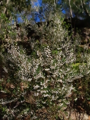 Styphelia setigera