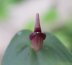 Pleurothallis alopex
