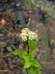 Microglossa mespilifolia