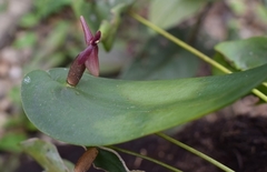 Pleurothallis alopex