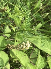 Astragalus micranthus