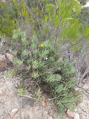 Crassothonna cacalioides