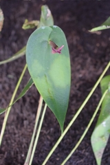 Pleurothallis alopex