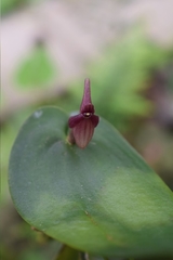 Pleurothallis alopex