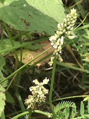 Astragalus micranthus