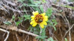 Simsia foetida