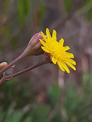 Crassothonna cacalioides