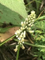 Astragalus micranthus