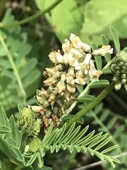 Astragalus micranthus