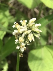 Astragalus micranthus