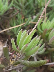 Crassothonna cacalioides