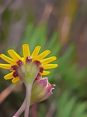 Crassothonna cacalioides