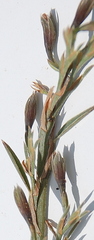 Psoralea alata