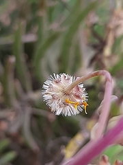 Crassothonna cacalioides