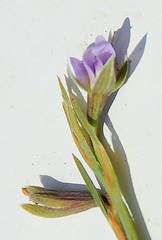 Psoralea alata