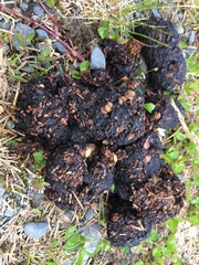 Ursus arctos middendorffi