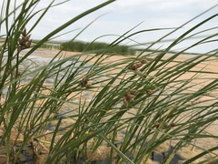 Bolboschoenus planiculmis