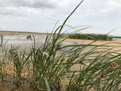 Bolboschoenus planiculmis