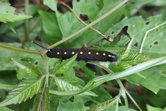 Theretra oldenlandiae