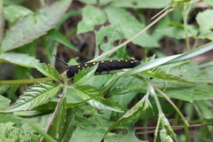 Theretra oldenlandiae