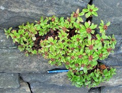 Phedimus kamtschaticus