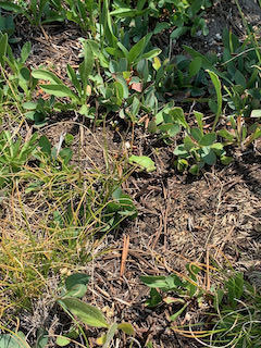 iNaturalist observation photo of Pacific chorus frog