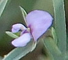 Psoralea alata