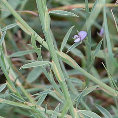 Psoralea alata