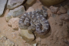 Echis leucogaster