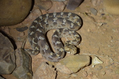 Echis leucogaster