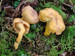 Cantharellus amethysteus