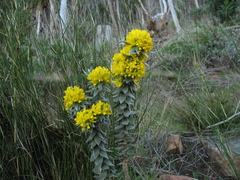 Xiphotheca fruticosa