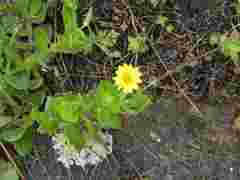 Osteospermum grandidentatum