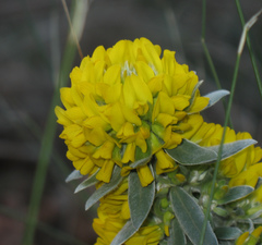 Xiphotheca fruticosa