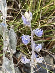 Lupinus meionanthus