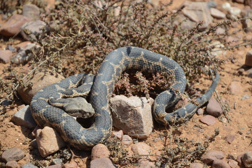 Photo of a Moorish Viper (Daboia mauritanica)