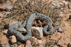 Daboia mauritanica