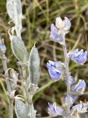 Lupinus meionanthus